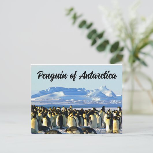 Pinguïn van Antarctica Briefkaart (Staand voorkant)