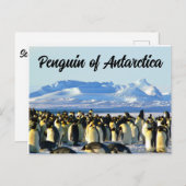 Pinguïn van Antarctica Briefkaart (Voorkant / Achterkant)
