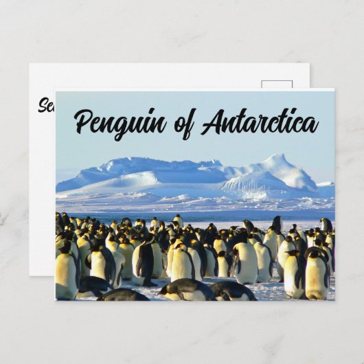 Pinguïn van Antarctica Briefkaart (Voorkant / Achterkant)