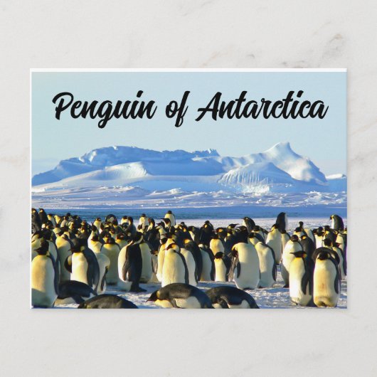 Pinguïn van Antarctica Briefkaart (Voorkant)