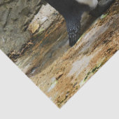 pinguïn vergadering tissuepapier (Detail)