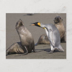 Pinguïn vertelt   Antarctica, South Georgia Island Briefkaart