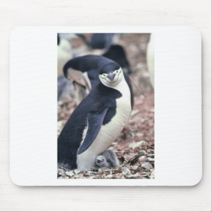 Pinguïn Vogel Cute Dier Zwart Wit Water Muismat