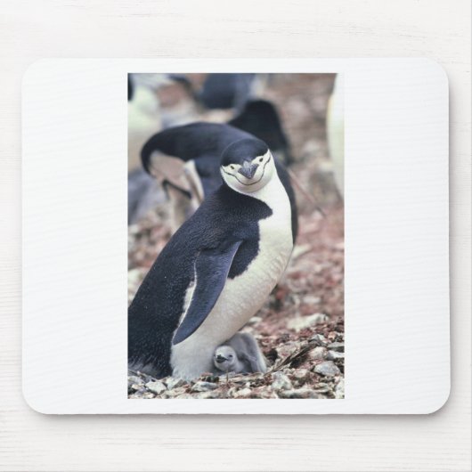 Pinguïn Vogel Cute Dier Zwart Wit Water Muismat (Voorkant)