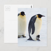 Pinguïn Vogel Dier Ijs Bevroren Winter Briefkaart (Voorkant / Achterkant)