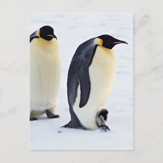 Pinguïn Vogel Dier Ijs Bevroren Winter Briefkaart (Voorkant)