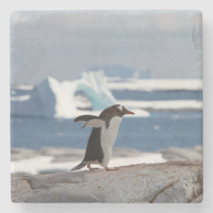 Pinguïn voor een ijsboog stenen onderzetter