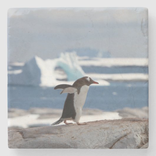 Pinguïn voor een ijsboog stenen onderzetter (Voorkant)