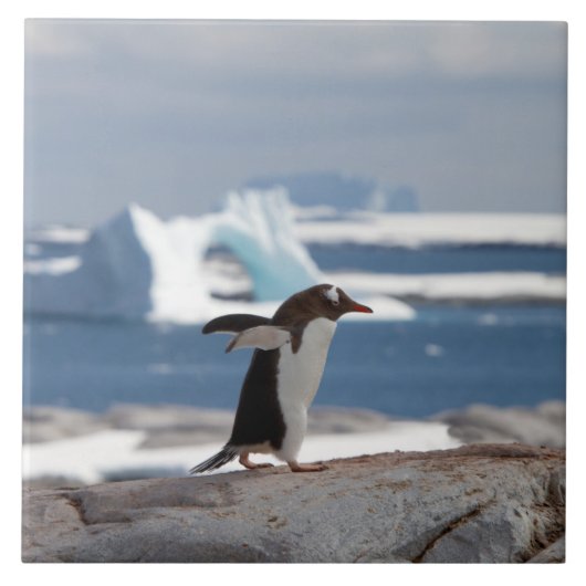 Pinguïn voor een ijsboog tegeltje (Voorkant)