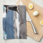 Pinguïn voor een ijsboog theedoek (Quarter Fold)