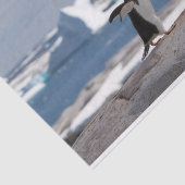 Pinguïn voor een ijsboog tissuepapier (Detail)