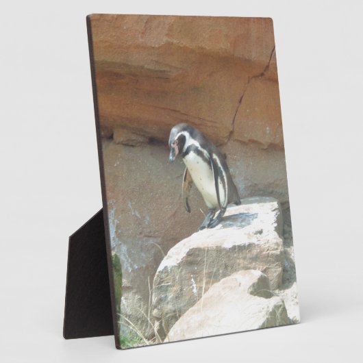 Pinguïn, wilde dieren, wilde vogels, dierentuin, z fotoplaat (Zijkant)