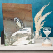 Pinguïn, wilde dieren, wilde vogels, dierentuin, z fotoplaat (Zijkant)