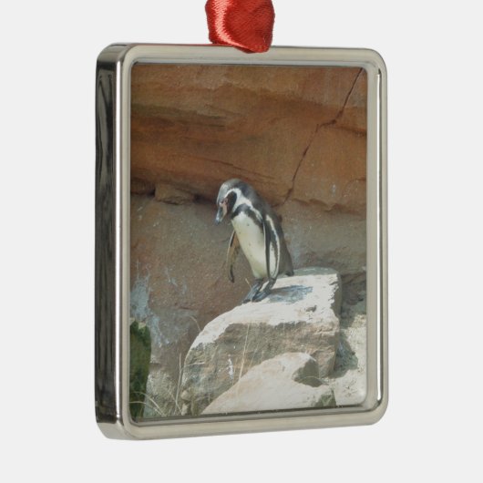 Pinguïn, wilde dieren, wilde vogels, dierentuin, z metalen ornament (Rechts)