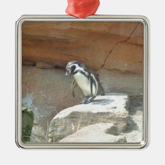 Pinguïn, wilde dieren, wilde vogels, dierentuin, z metalen ornament (Voorkant)