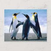 Pinguïnen Briefkaart (Voorkant)