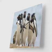 Pinguïnen die langs de oceaan lopen vierkante klok (Hoek)