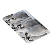 Pinguïnmaatjes Magneet (Rechterzijde)