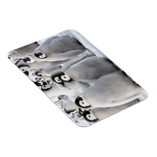 Pinguïnmaatjes Magneet (Rechterzijde)