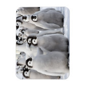 Pinguïnmaatjes Magneet (Verticaal)
