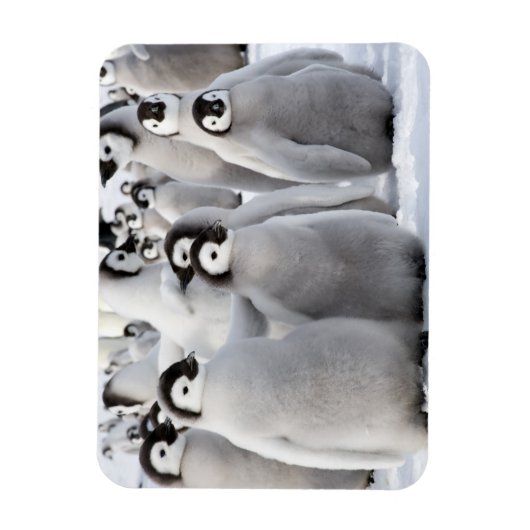 Pinguïnmaatjes Magneet (Verticaal)