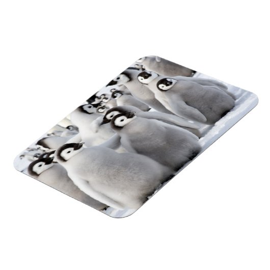 Pinguïnmaatjes Magneet (Linkerzijde)