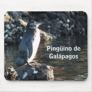 Pinguino de Galapagos Muismat