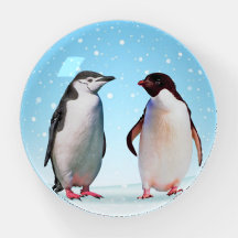 Pinguïnpaar op Lichtblauw