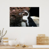 Pinguïnposter Poster (Keuken)