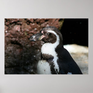 Pinguïnposter Poster