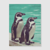 pinguïns (Voorkant)