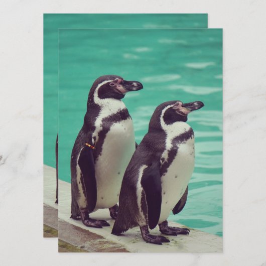 pinguïns (Voorkant / Achterkant)