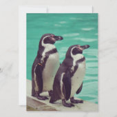 pinguïns (Voorkant)