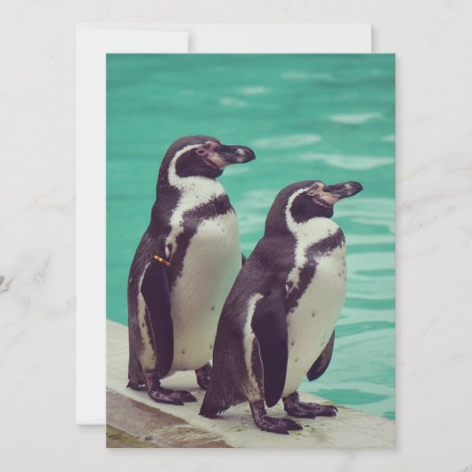 pinguïns (Voorkant)