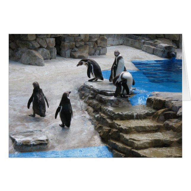 pinguïns (Voorkant Horizontaal)