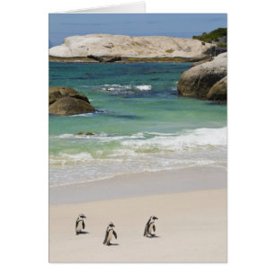 Pinguïns bij Boulders Beach, Simons Town, Zuid 2