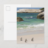Pinguïns bij Boulders Beach, Simons Town, Zuid 2 Briefkaart (Voorkant / Achterkant)