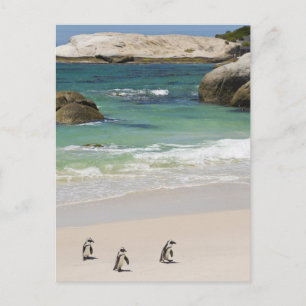 Pinguïns bij Boulders Beach, Simons Town, Zuid 2 Briefkaart
