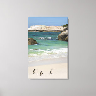 Pinguïns bij Boulders Beach, Simons Town, Zuid 2 Canvas Afdruk