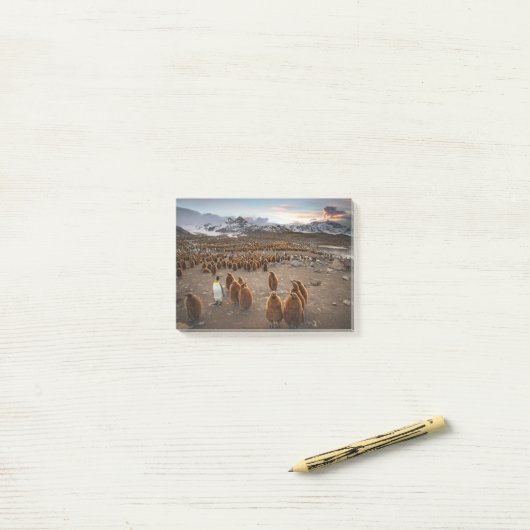 Pinguïns bij zonsondergang post-it® notes (Op bureau)