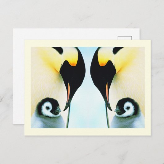 Pinguïns Briefkaart (Voorkant / Achterkant)