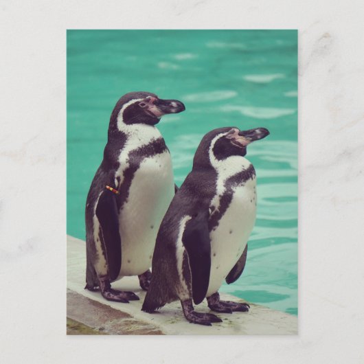 Pinguïns Briefkaart (Voorkant)