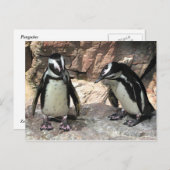 pinguïns briefkaart (Voorkant / Achterkant)
