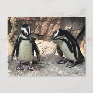 pinguïns briefkaart
