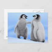 Pinguïns Chatting - Briefkaart (Voorkant / Achterkant)