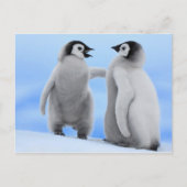 Pinguïns Chatting - Briefkaart (Voorkant)