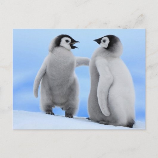 Pinguïns Chatting - Briefkaart (Voorkant)