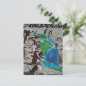 Pinguïns collage briefkaart (Staand voorkant)