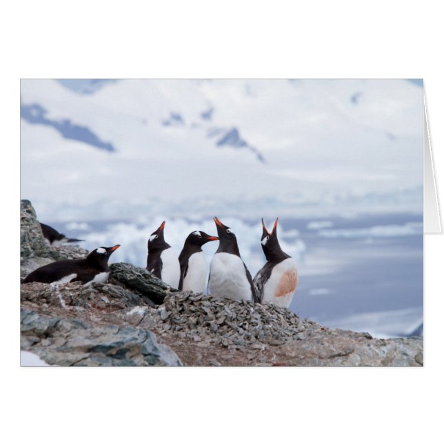 Pinguïns in Antarctica (Voorkant Horizontaal)