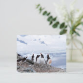 Pinguïns in Antarctica Briefkaart (Staand voorkant)